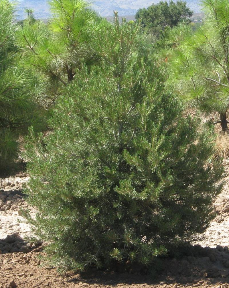 Eldarica pine